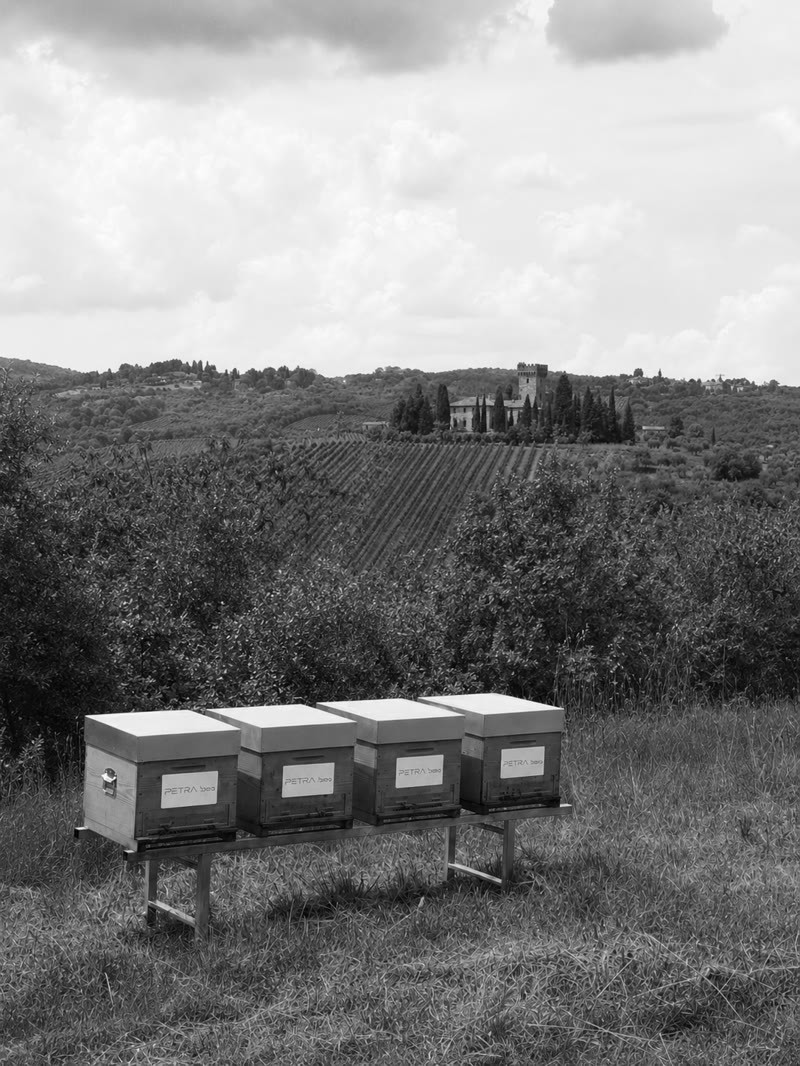 Quattro arnie PETRA-bee allineate nell'apiario, con vigneto e colline toscane sullo sfondo
